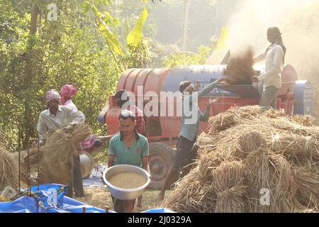 Bhadrak, Odisha, India, 07 January 2020 :Labourers feed manually harvested bushels of rice into a Tractor mounted threshing machine to separate rice. Stock Photo