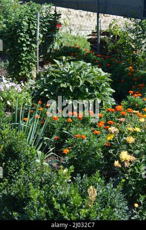 Landscaping, home outdoor garden with beautiful Ukrainian blooming flowers, green lawn, thujas, cement path. Stock Photo