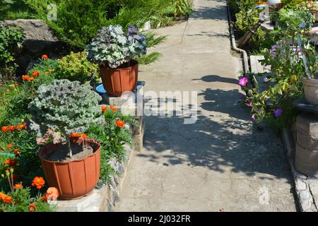 Landscaping, home outdoor garden with beautiful Ukrainian blooming flowers, green lawn, thujas, cement path. Stock Photo