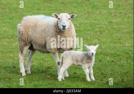 Ewe, a female sheep with her newborn lamb, in early Spring. Concept: a mother's love.  Facing forward. Close up. Horizontal. Space for copy. Yorkshire