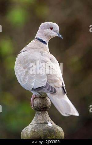 Collared dove (Streptopelia decaocto) perched in a UK garden Stock Photo