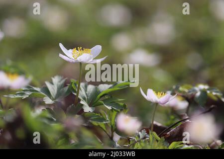 The beauitful white spring flowers of Anemone nemorosa, growing outdoors in a natural woodland setting. Also known as Wood Anemone or Wind flower. Cop Stock Photo