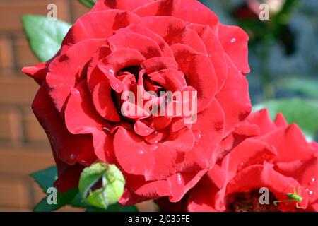 Beautiful and bright blooming spring, summer flowers. Red, curly rosebuds with green leaves and stems growing in the garden. Stock Photo