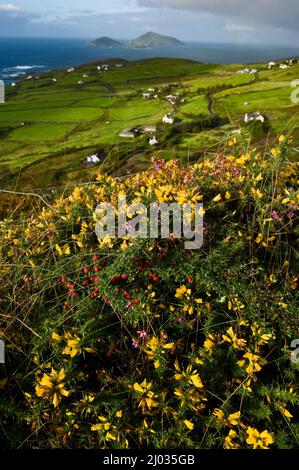 Lambs Head, Abbey Island, Ring of Kerry, Ireland Stock Photo - Alamy