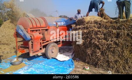 13 January 2020, Indian farmers or Farm workers harvesting rice using Tractor mounted paddy thrashing, harvesting machine or mechanical rice thresher. Stock Photo