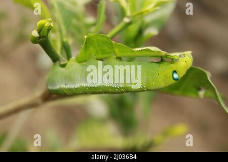 Caterpillars eat fresh leaves. Stock Photo