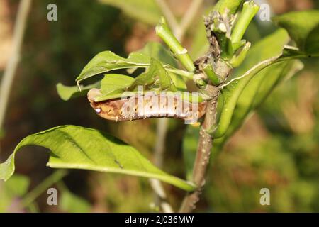 Caterpillars eat fresh leaves. Stock Photo