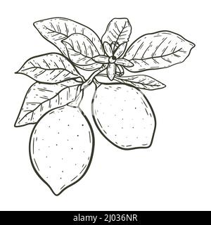 Lemons on branch with leaves sketch isolated vector illustration. Pair citruses hand engraved. Healthy organic food vintage drawing fruits Stock Vector