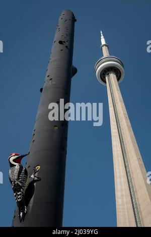 Fastwurms Woodpecker Column in the shadow of the CN Tower, Toronto, Ontario, Canada, North America Stock Photo