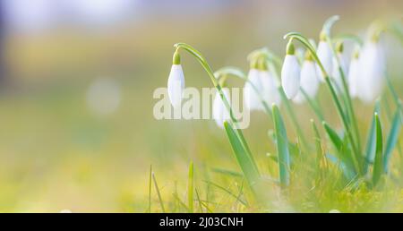 First spring flower - snow drops, bright background with flowers Stock Photo