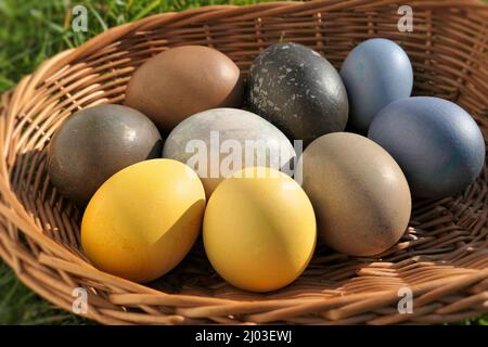 Easter eggs collection in the basket. Natural dyed Easter eggs in sunlight. Stock Photo