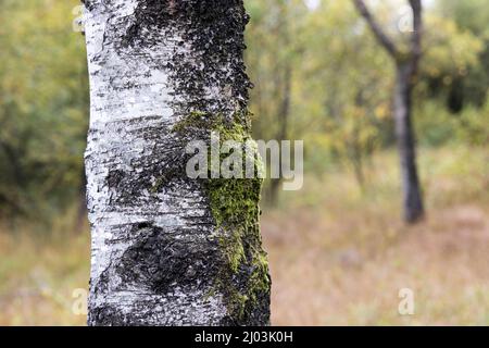 Birch tree bark in Tarn Moss nature reserve, Malham Tarn, Yorkshire Dales, UK Stock Photo