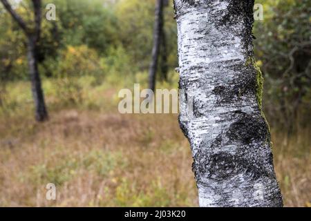 Birch tree bark in Tarn Moss nature reserve, Malham Tarn, Yorkshire Dales, UK Stock Photo