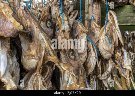 Atlantic cod, Gadus morhua, carcasses drying on racks in the open air, Iceland Stock Photo