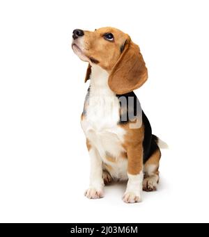 A cute Beagle dog, isolated on white studio background Stock Photo - Alamy