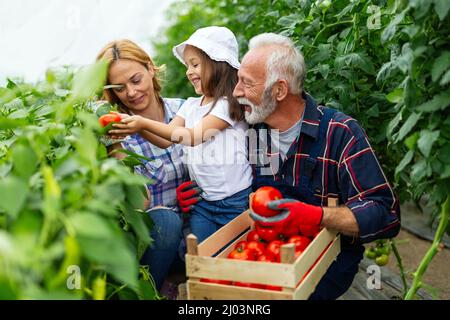 Family working together in greenhouse. Portrait of grandfather, child working in family garden. Stock Photo