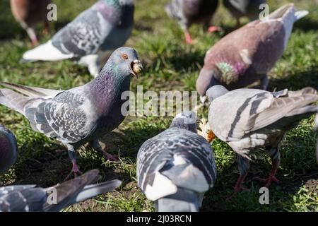 A group of feral pigeons in a municipal park, with one bird in the centre shown holding a bit of food in its beak. Stock Photo