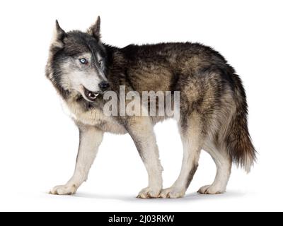 Handsome American Wolfdog, standing side ways, head turned backwards and looking away from camera. Isolated on a white background. Stock Photo