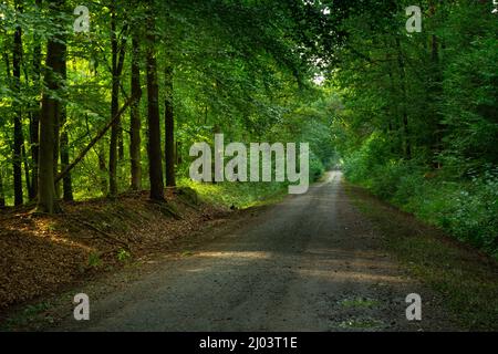 Empty straight road through the green forest, Summer day Stock Photo