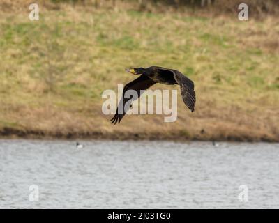 Cormorant flies over water Stock Photo