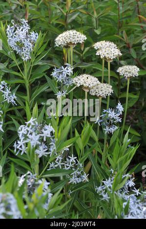 Black garlic (Allium nigrum) and eastern bluestar (Amsonia tabernaemontana var. salicifolia) bloom in a garden in May Stock Photo