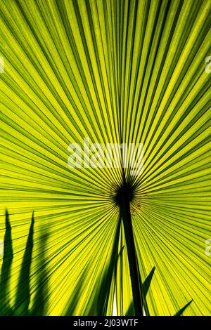 Beautiful Hypnotic Patterns of Big Green Palm Leaf on Sunlight, Vertical Image Stock Photo