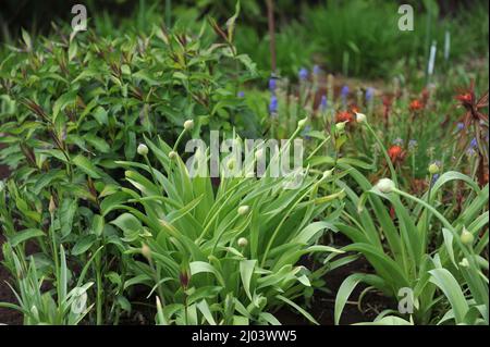 Black garlic (Allium nigrum) blooms in a flower border in garden in April Stock Photo