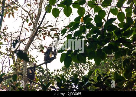 endangered, spectacled, monkey, Phayre's, Leaf, leaf-eating, langur, Monkeys, Trachypithecus phayrei, srimangal, sylhet, bangladesh Stock Photo