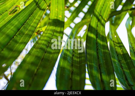 Green Palm Leaves of Gol Pata, Nypa fruticans in Bangladesh Sundarbans with Patterns of Sunlight and Shadows passing through Stock Photo