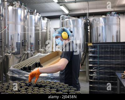 Worker picking up cans from a craft beer canning production line in a brewery Stock Photo