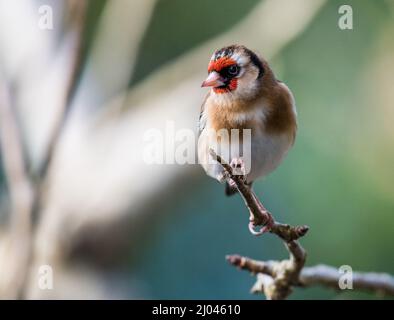 Goldfinch in tree Stock Photo