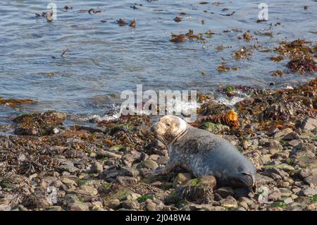 Atlantic female cow grey seal, Skomer Island, Pembrokeshire, Wales, UK Stock Photo