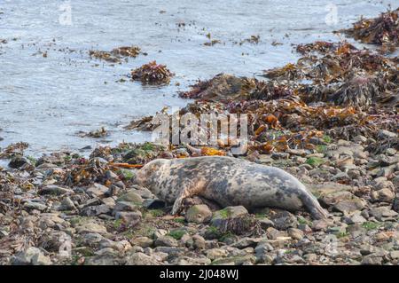 Atlantic female cow grey seal, Skomer Island, Pembrokeshire, Wales, UK Stock Photo