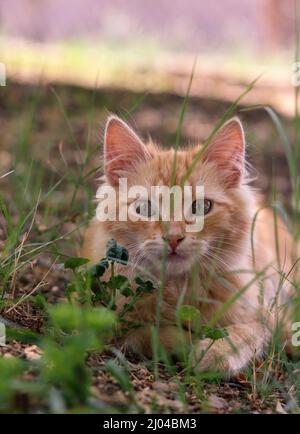 Cute Cat in the garden Stock Photo
