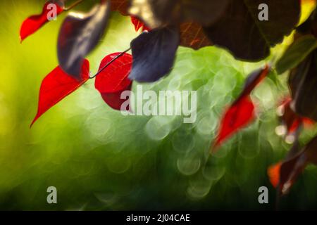Red leaves over green blurry background Stock Photo