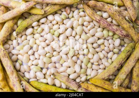 Heap of fresh white coco beans in the pod and peeled, phaseolus vulgaris Stock Photo