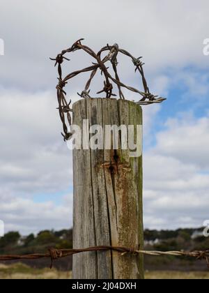 Barbed wire on a fence post, UK Stock Photo