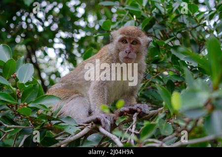 Long tailed macaque Monkey eat fruit at trees. Malaysia rainforest animal. Stock Photo