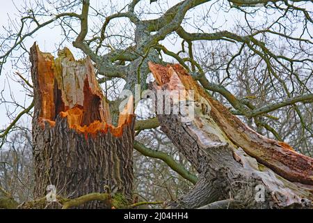 Winter snap!  Tree brought down to earth by late winter storms. Woburn, England. Stock Photo