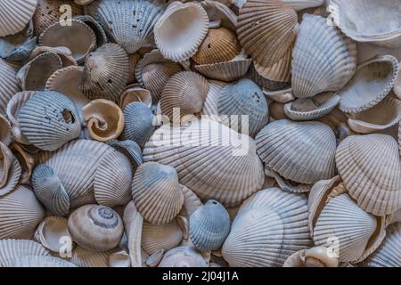 Different sizes shapes and color seashells from the ocean pile together on a white background looking downward closeup view for texture and background Stock Photo