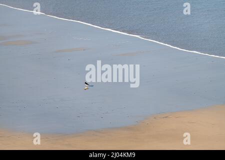 An isolated Oyster Catcher on The North West Beach at MacChair Carnish on the west coast of the Isle of Lewis, Scotland Stock Photo