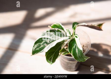 Calathea fusion white hi-res stock photography and images - Alamy