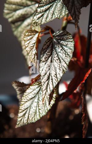 Coral begonia Corallina, silver-spotted argentea-guttata close-up in bright  sunlight with shadows. Potted house plants, home decor, care and cultivati  Stock Photo - Alamy