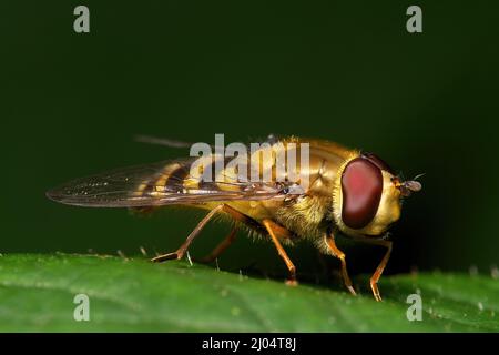 Closeup of Marmalade hoverfly on a plant in a garden Stock Photo