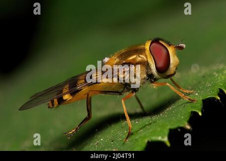 Closeup of Marmalade hoverfly on a plant in a garden Stock Photo