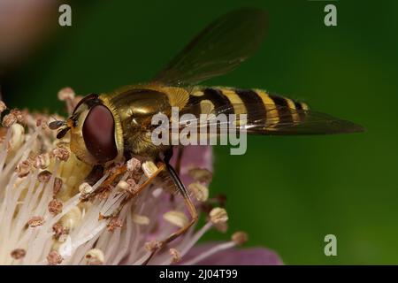 Closeup of Marmalade hoverfly on a plant in a garden Stock Photo