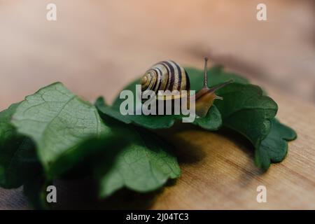 Snail sitting on a leaf Stock Photo