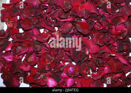 Dark red dried rose fragrant petals close up, Dark red dried rose flower on dry fragrant petals soft background. Stock Photo