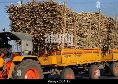 Sangli, Maharashtra; India- Dec 09,2006 : After harvest Sugarcane or Saccharum Officinarum being transported by truck to a sugar factory in Sangli Stock Photo