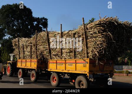 Sangli, Maharashtra; India- Dec 09,2006 - After harvest Sugarcane or Saccharum Officinarum being transported by truck to a sugar factory in Sangli Stock Photo